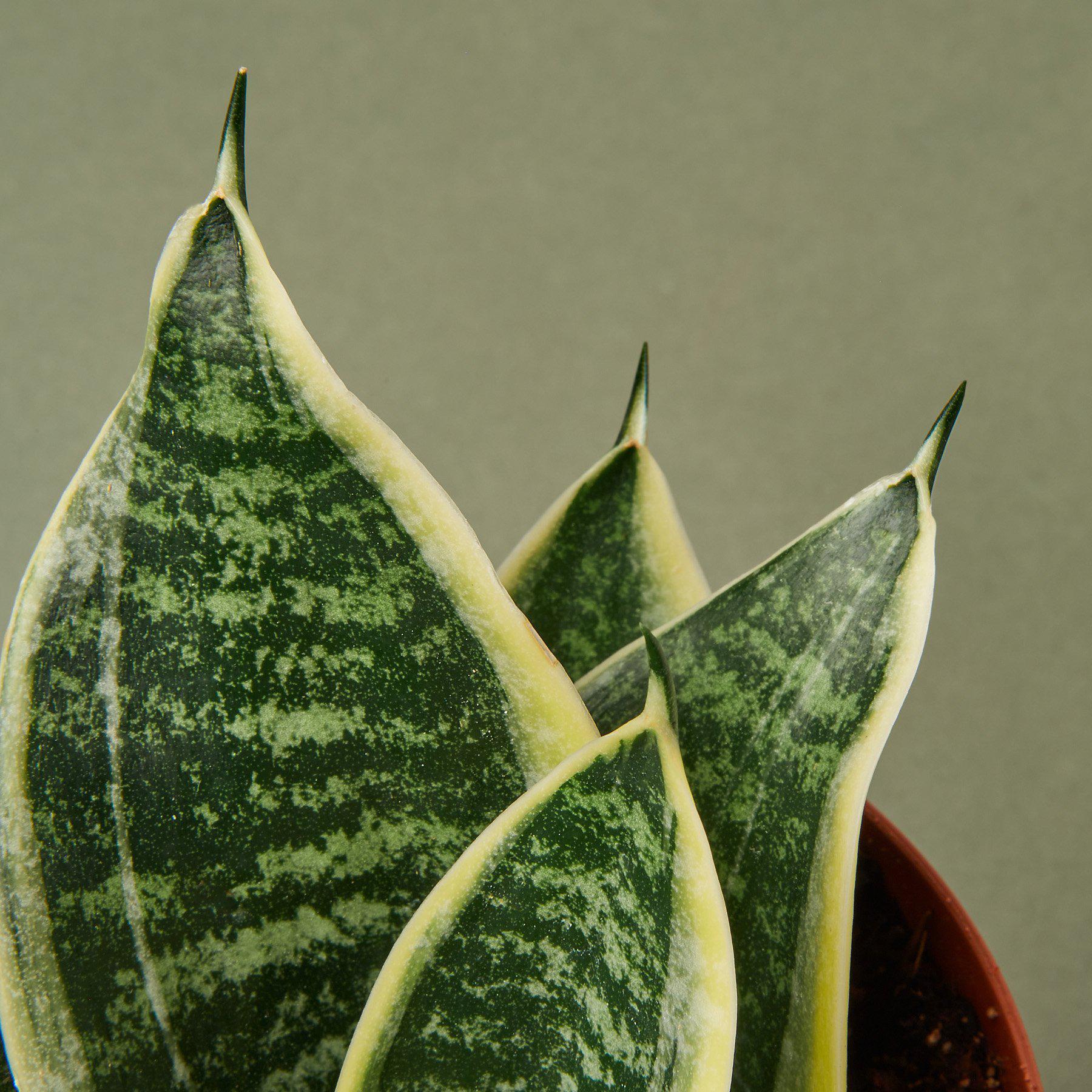 Snake Plant Laurentii Dwarf - Holiday Corner