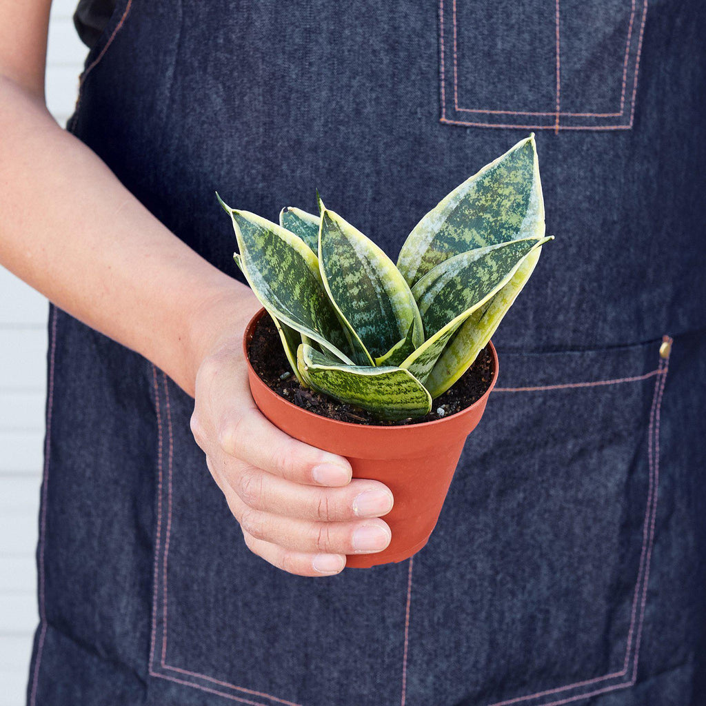 Snake Plant Laurentii Dwarf - Holiday Corner