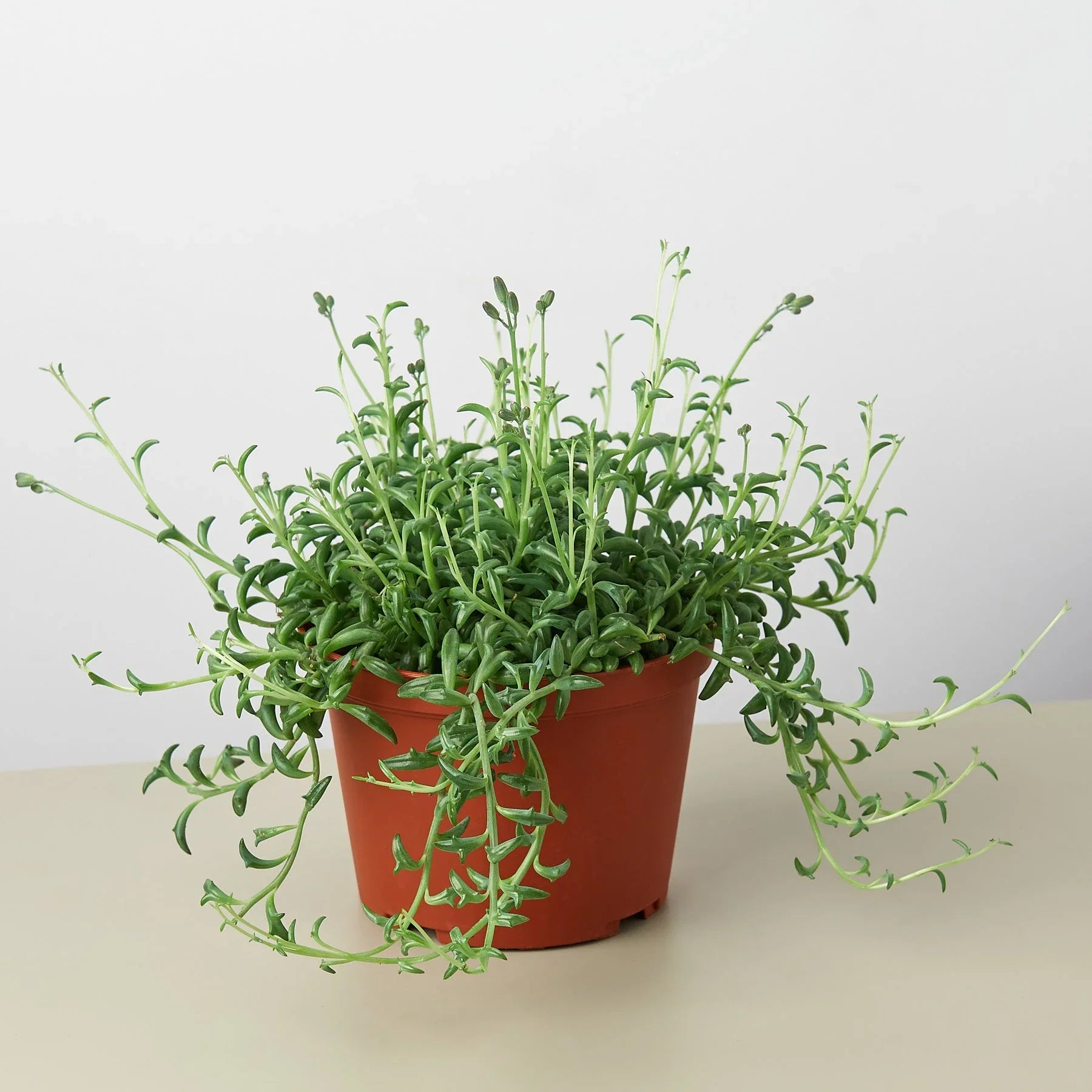 Succulent 'String of Dolphins' - Holiday Corner