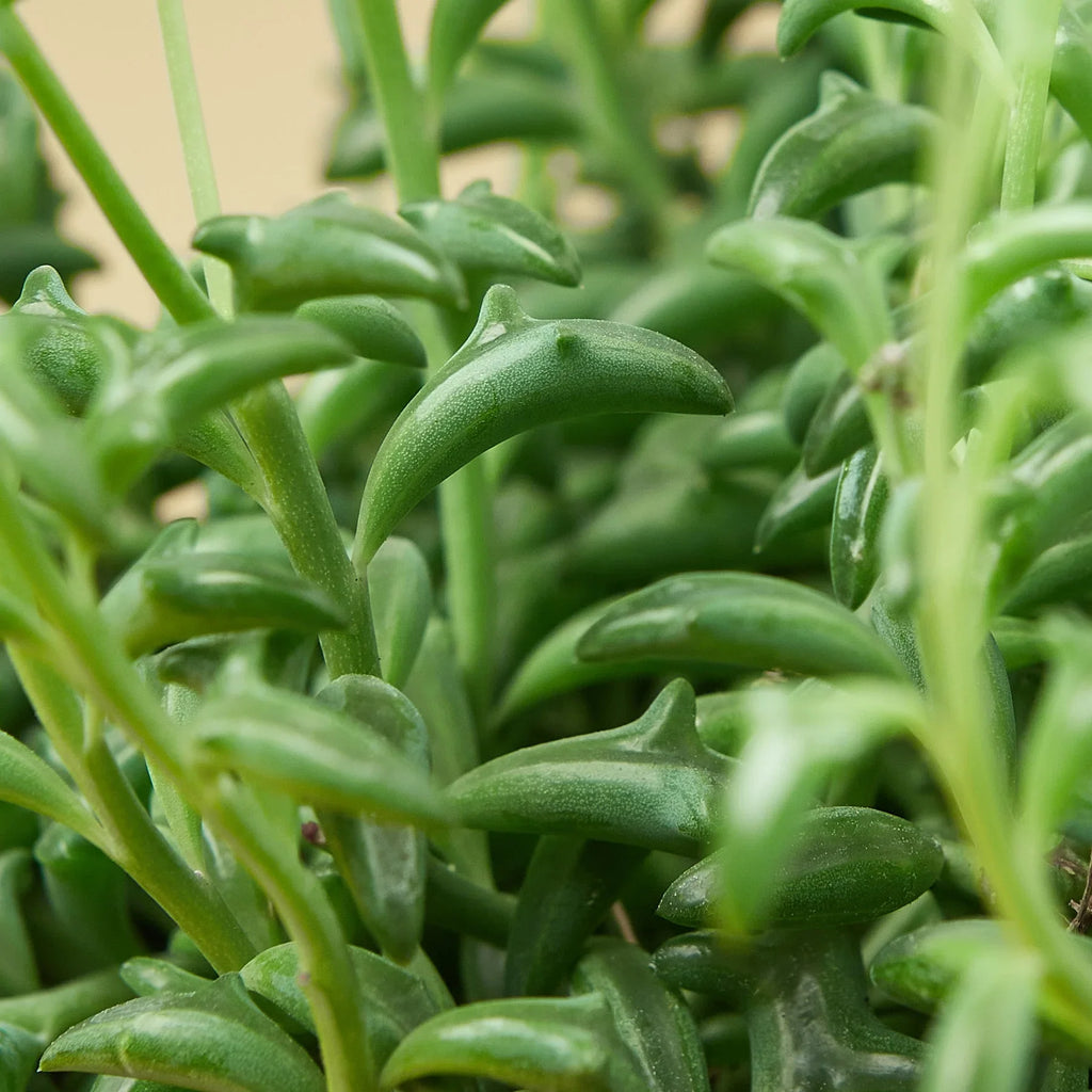 Succulent 'String of Dolphins' - Holiday Corner