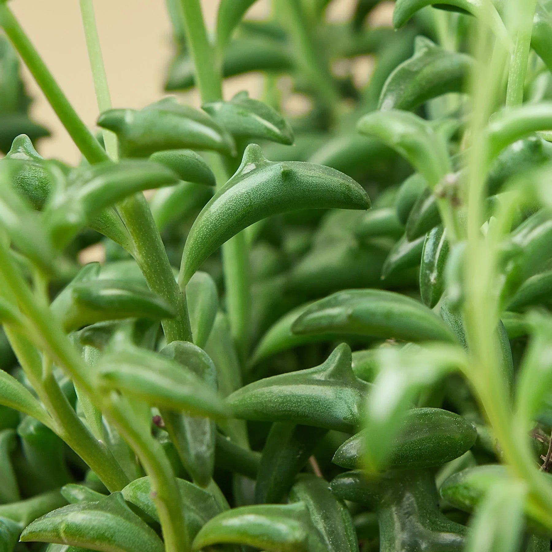 Succulent 'String of Dolphins' - Holiday Corner