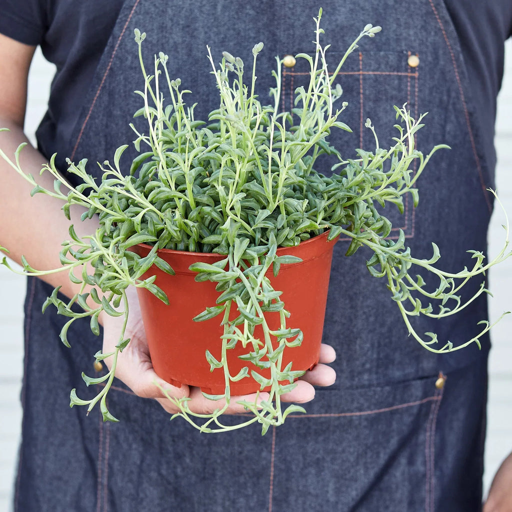 Succulent 'String of Dolphins' - Holiday Corner