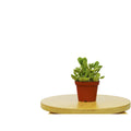 Succulent 'Bear's Paw' - Holiday Corner