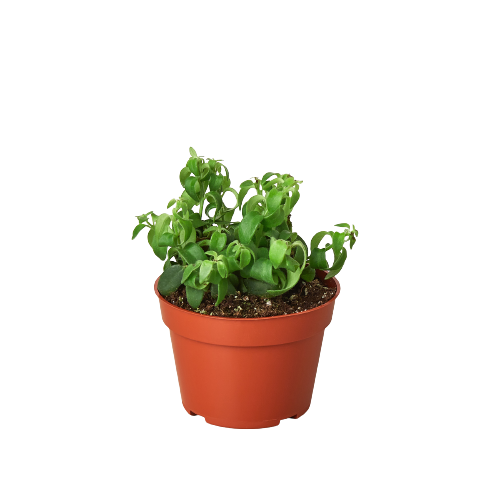 1 Succulent Monthly Subscription Box - Holiday Corner