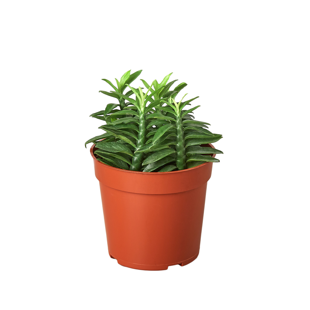 Devil's Backbone Euphorbia - Holiday Corner