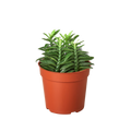 Devil's Backbone Euphorbia - Holiday Corner