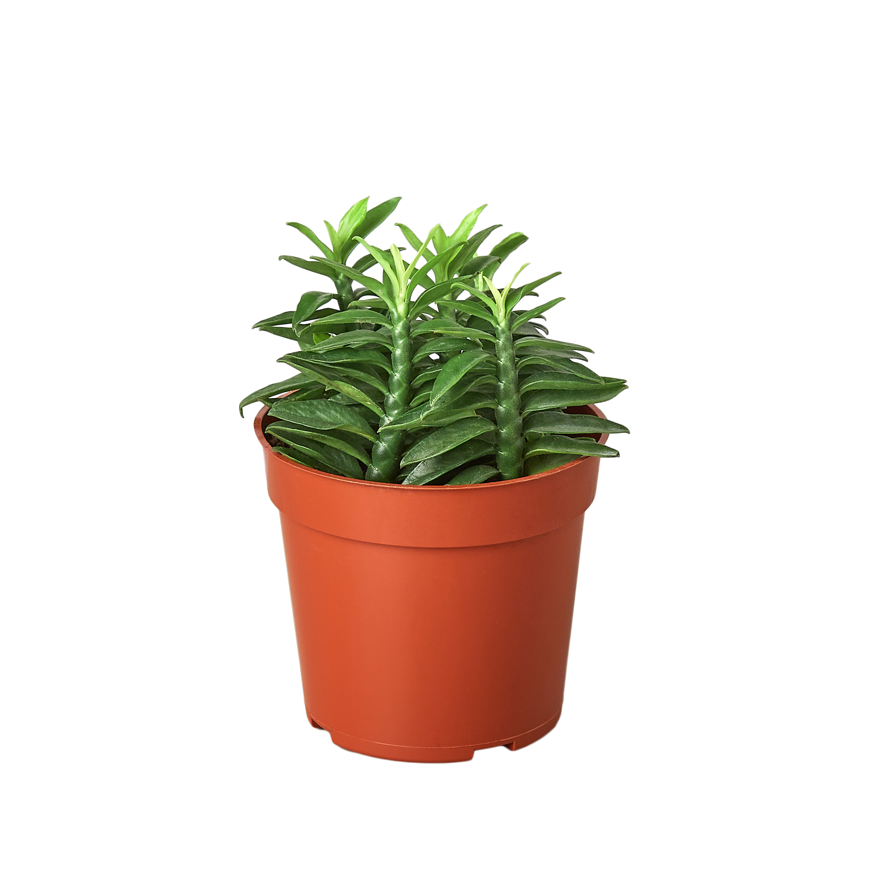 Devil's Backbone Euphorbia - Holiday Corner