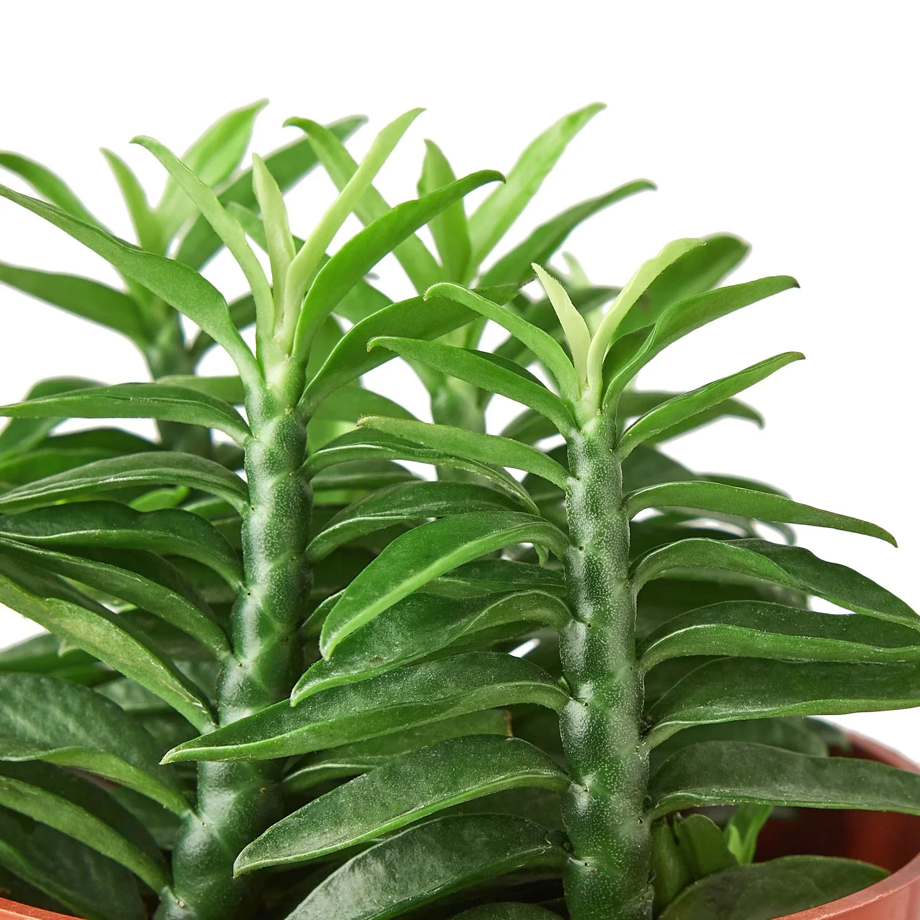 Devil's Backbone Euphorbia - Holiday Corner