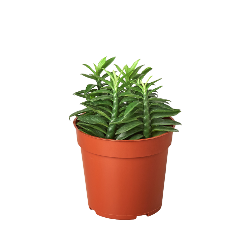 1 Succulent Monthly Subscription Box - Holiday Corner