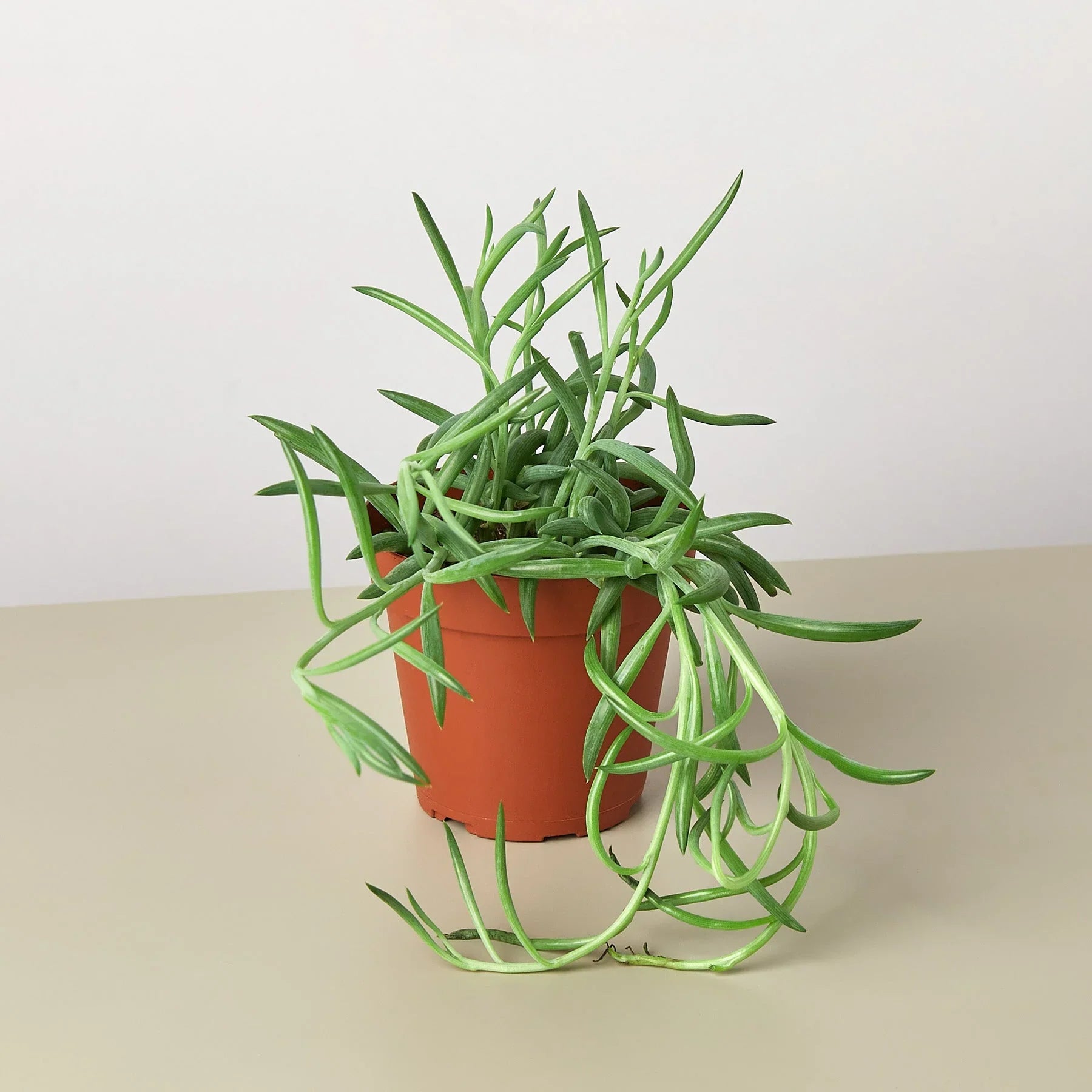 Senecio Succulent 'Fish Hooks' - Holiday Corner