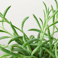 Senecio Succulent 'Fish Hooks' - Holiday Corner