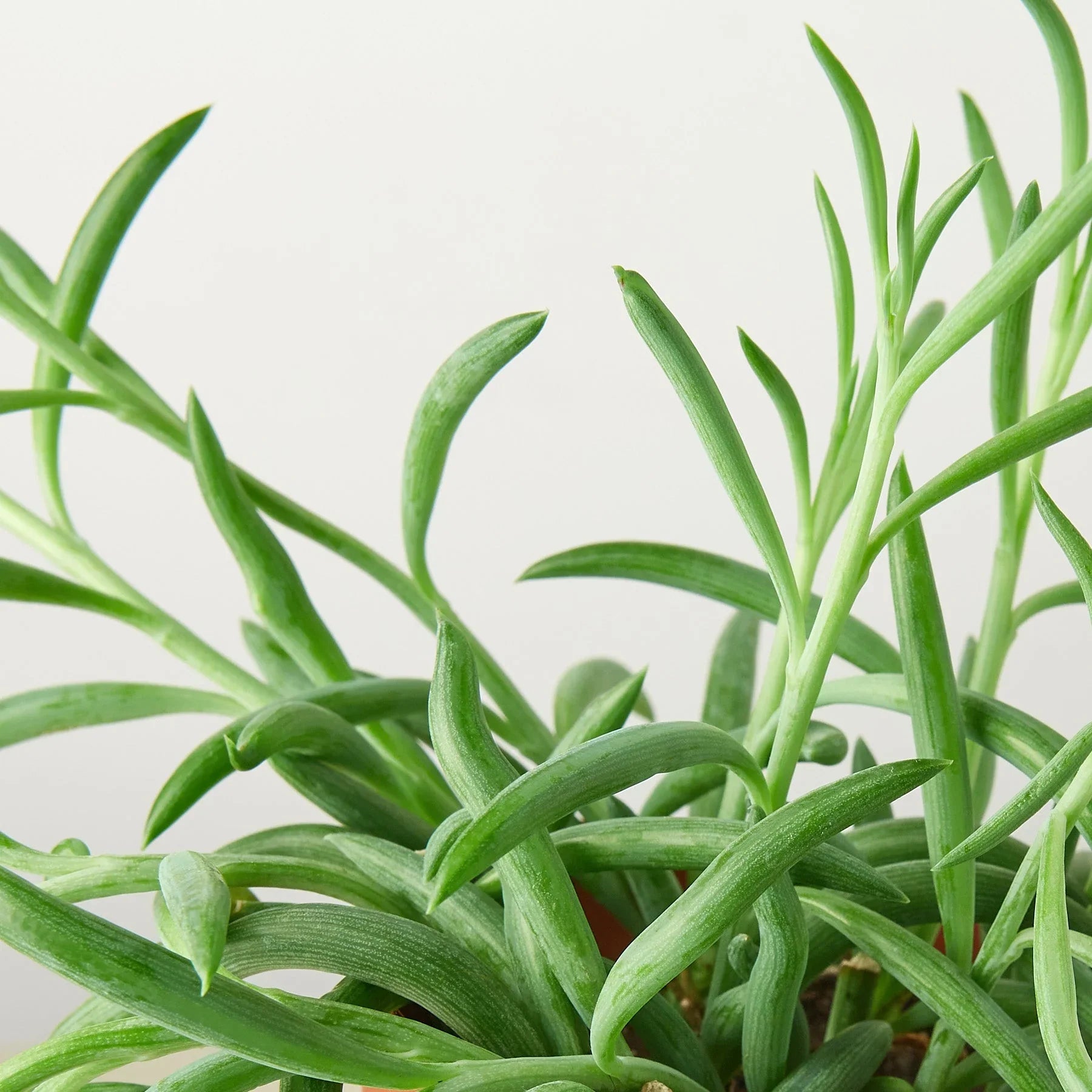 Senecio Succulent 'Fish Hooks' - Holiday Corner