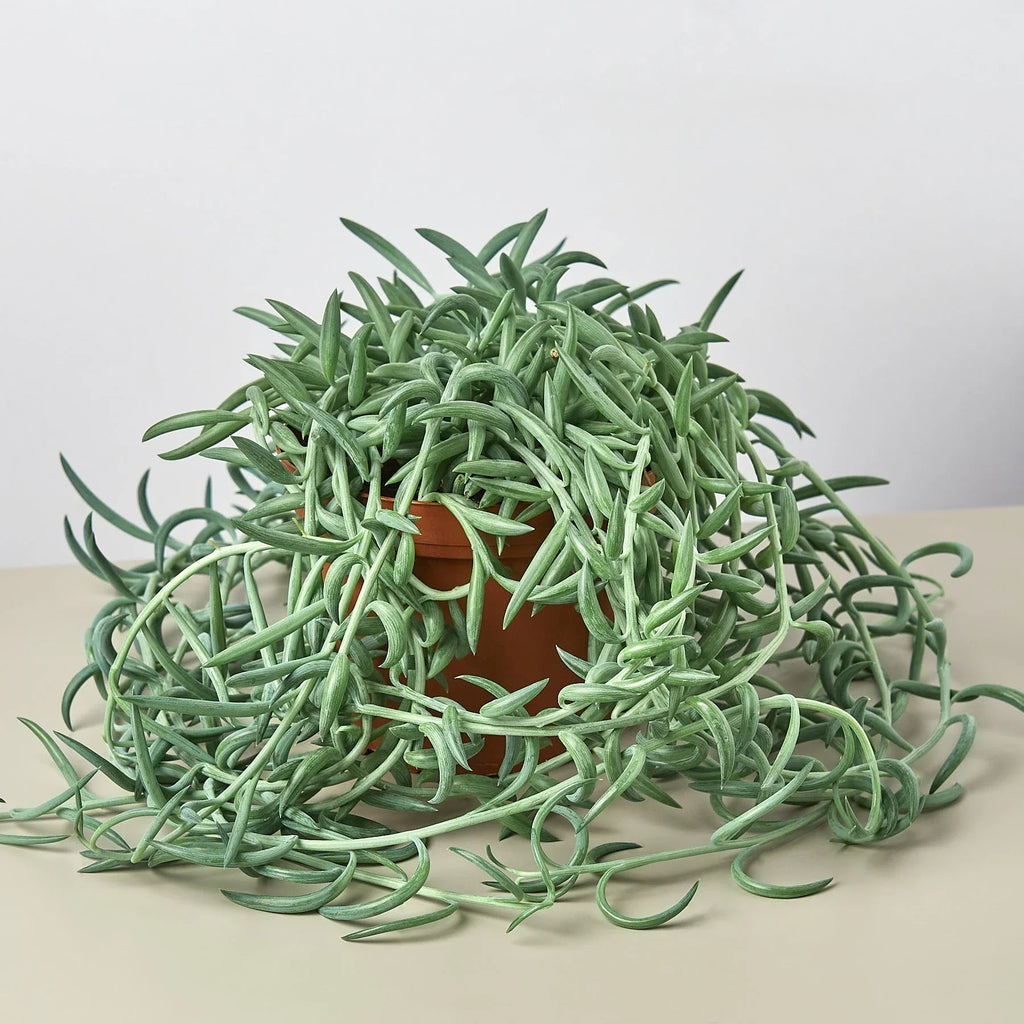 Senecio Succulent 'Fish Hooks' - Holiday Corner