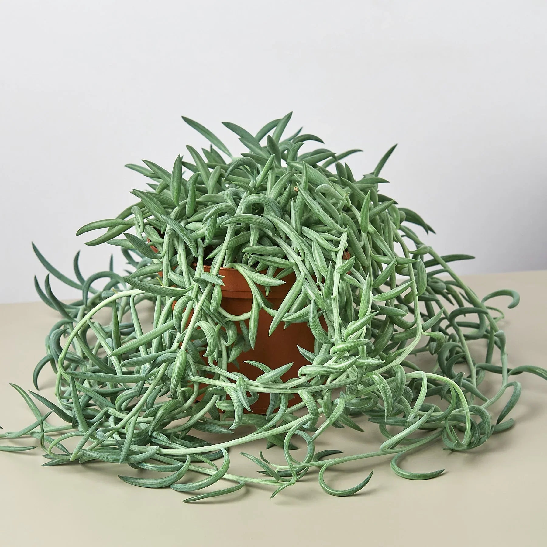Senecio Succulent 'Fish Hooks' - Holiday Corner