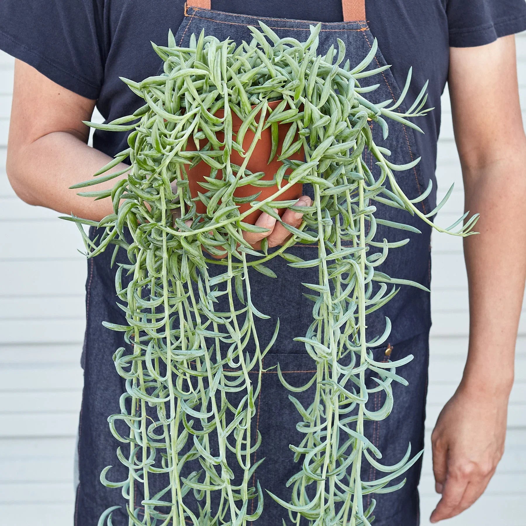 Senecio Succulent 'Fish Hooks' - Holiday Corner