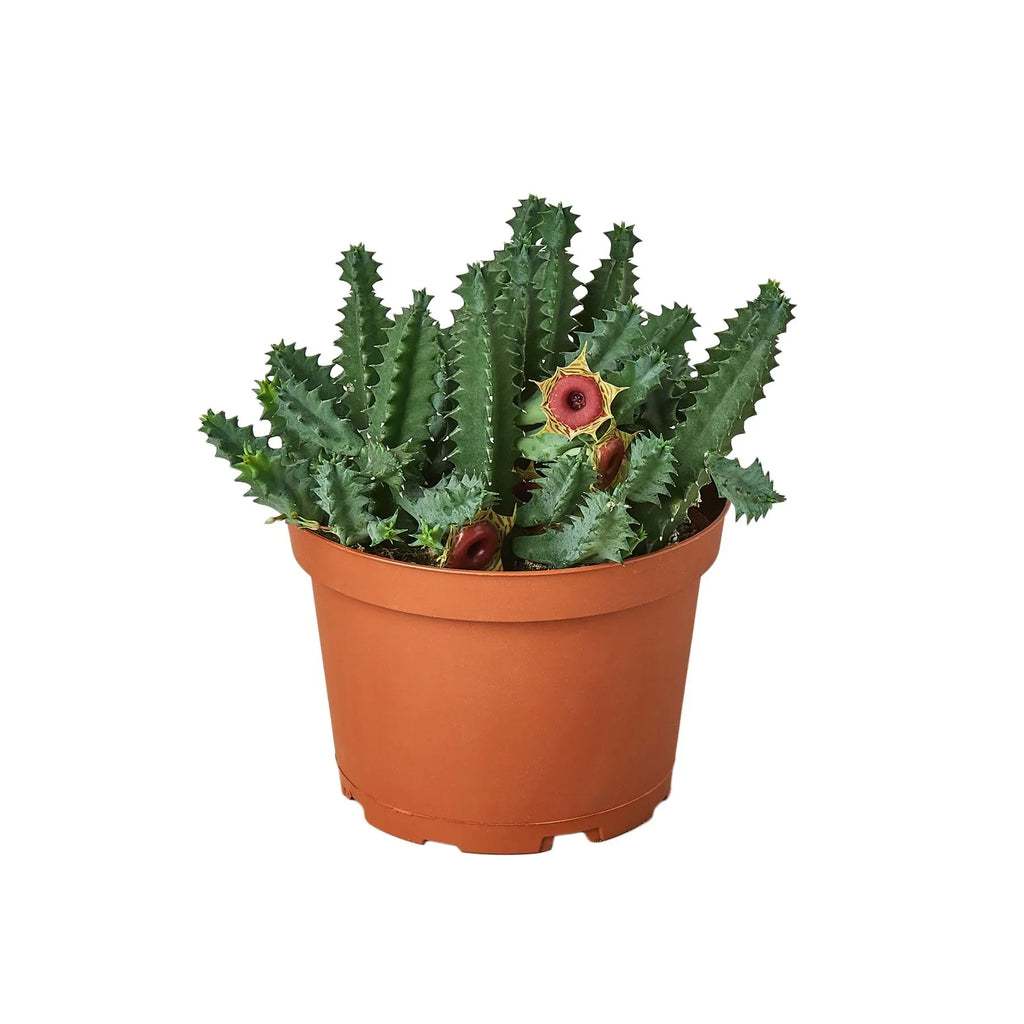 Lifesaver Cactus - Holiday Corner