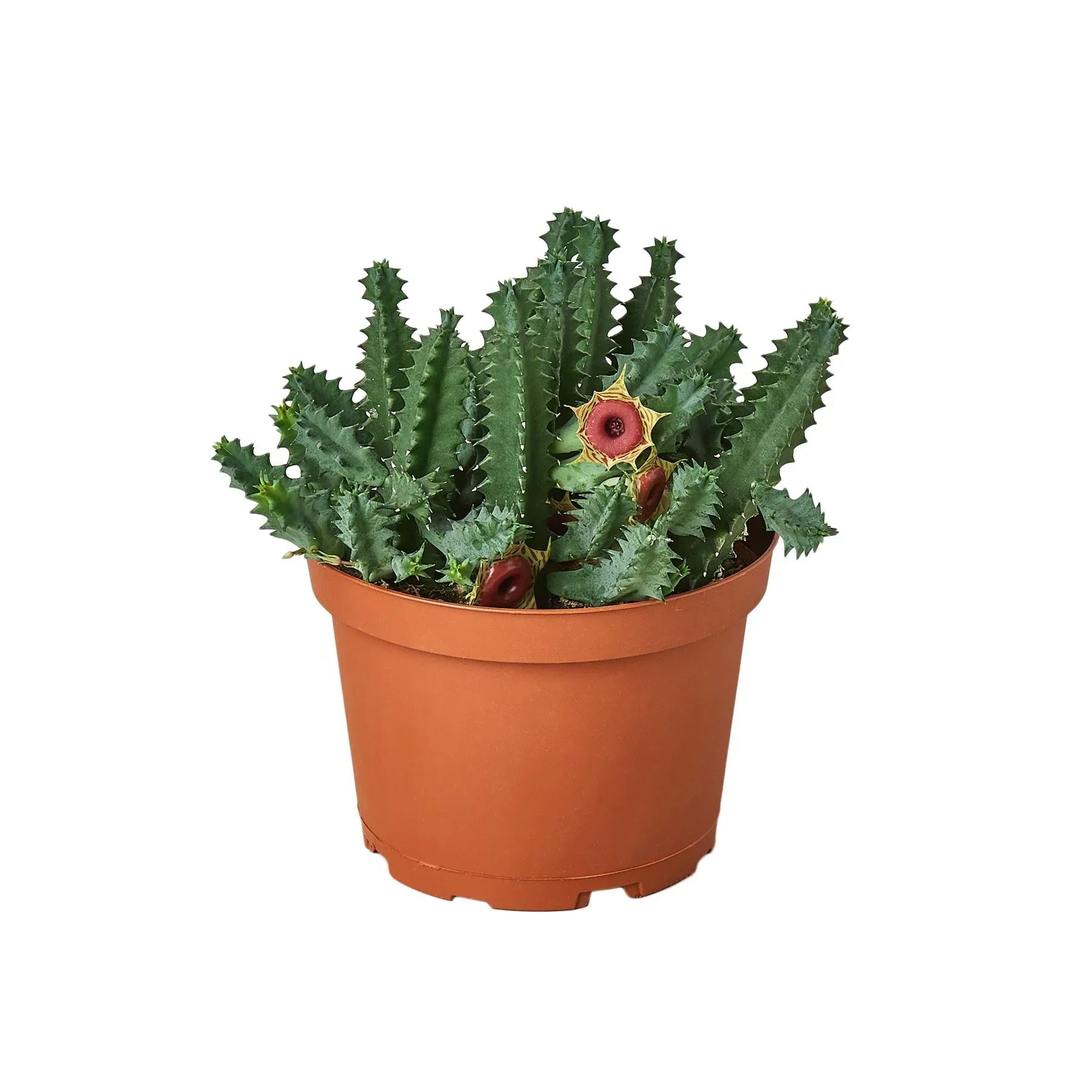 Lifesaver Cactus - Holiday Corner