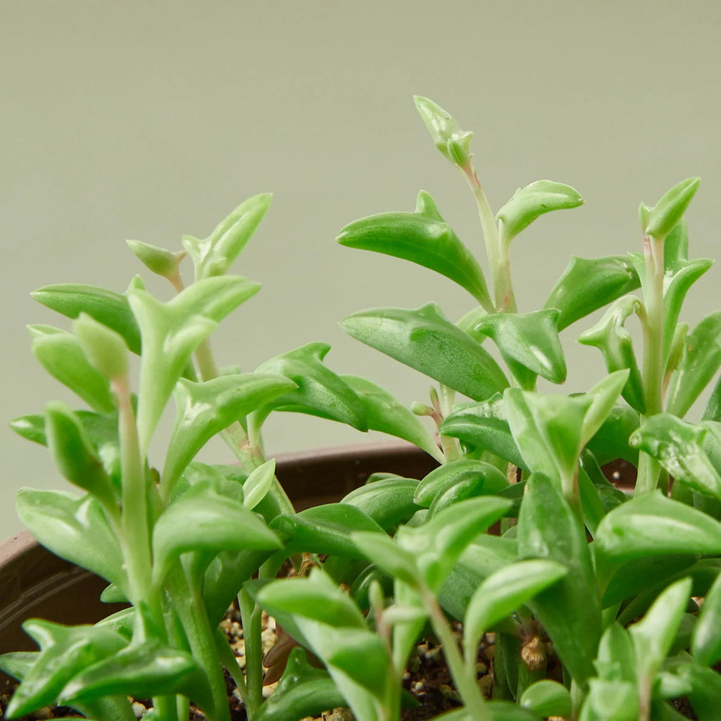Succulent 'String of Dolphins' - Holiday Corner