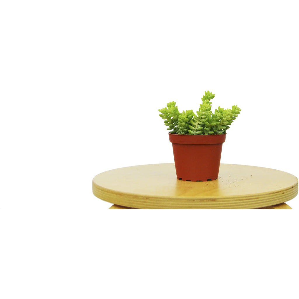Sedum 'White Stone Crop' Succulent - Holiday Corner