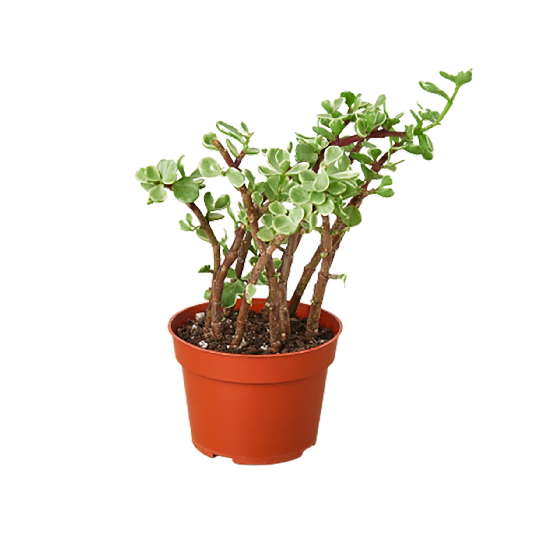 Succulent 'Rainbow Elephant Bush' - Holiday Corner