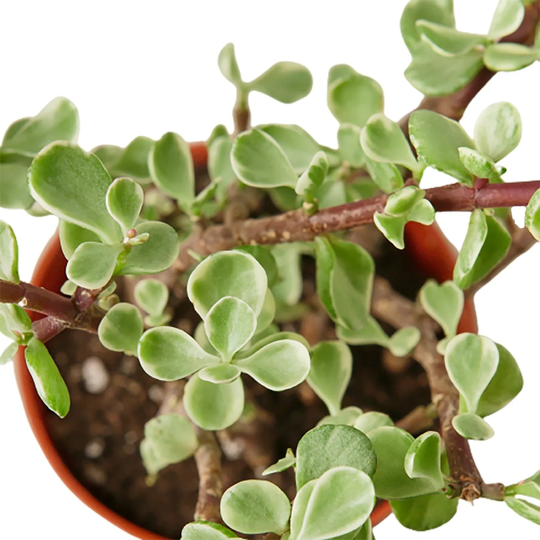 Succulent 'Rainbow Elephant Bush' - Holiday Corner
