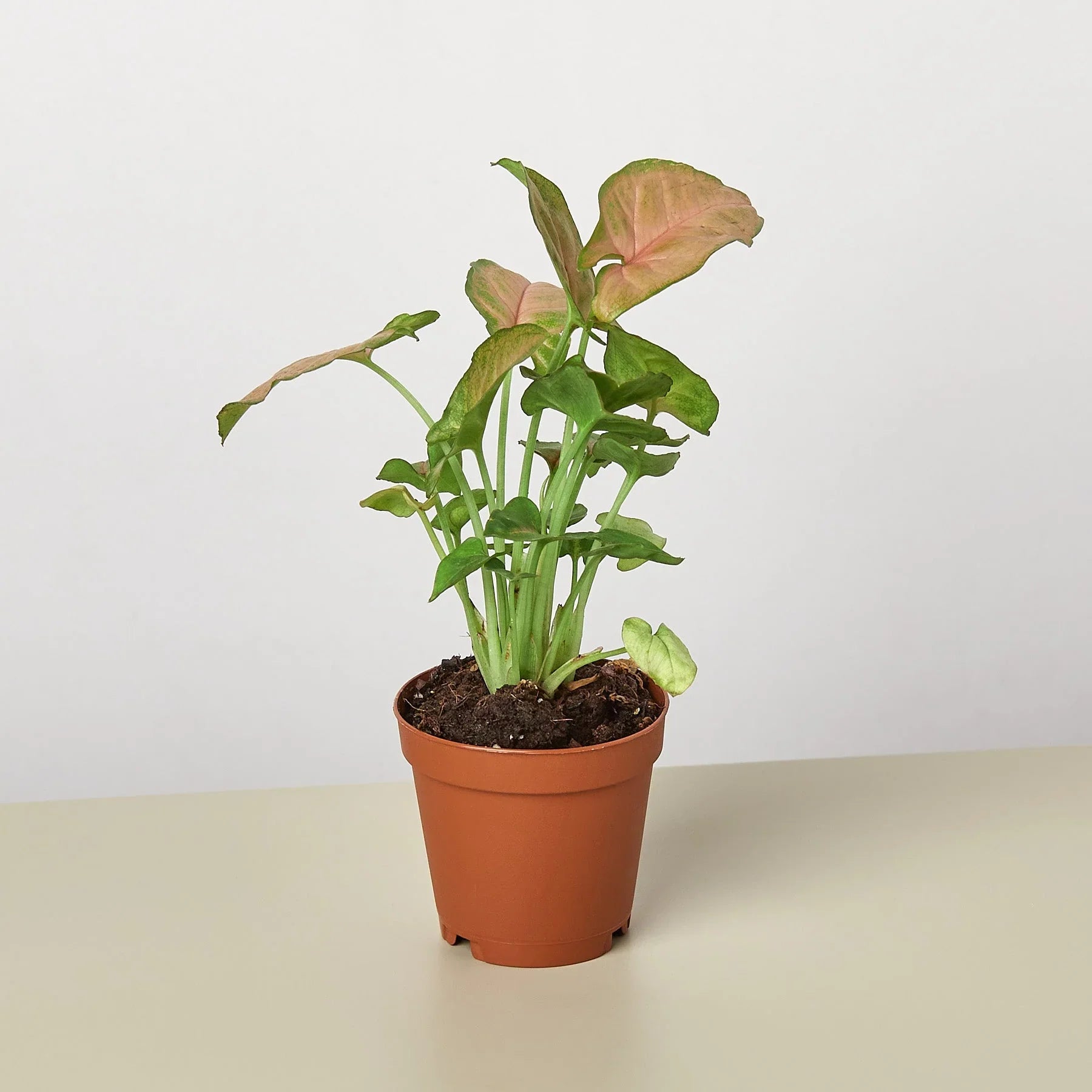 Syngonium Strawberry - Holiday Corner