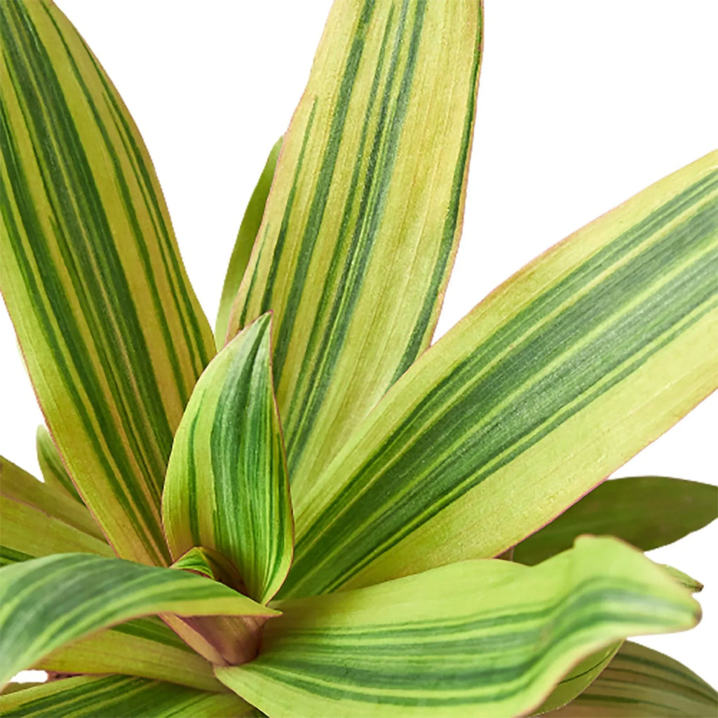 Tradescantia 'Sitara's Gold' - Holiday Corner