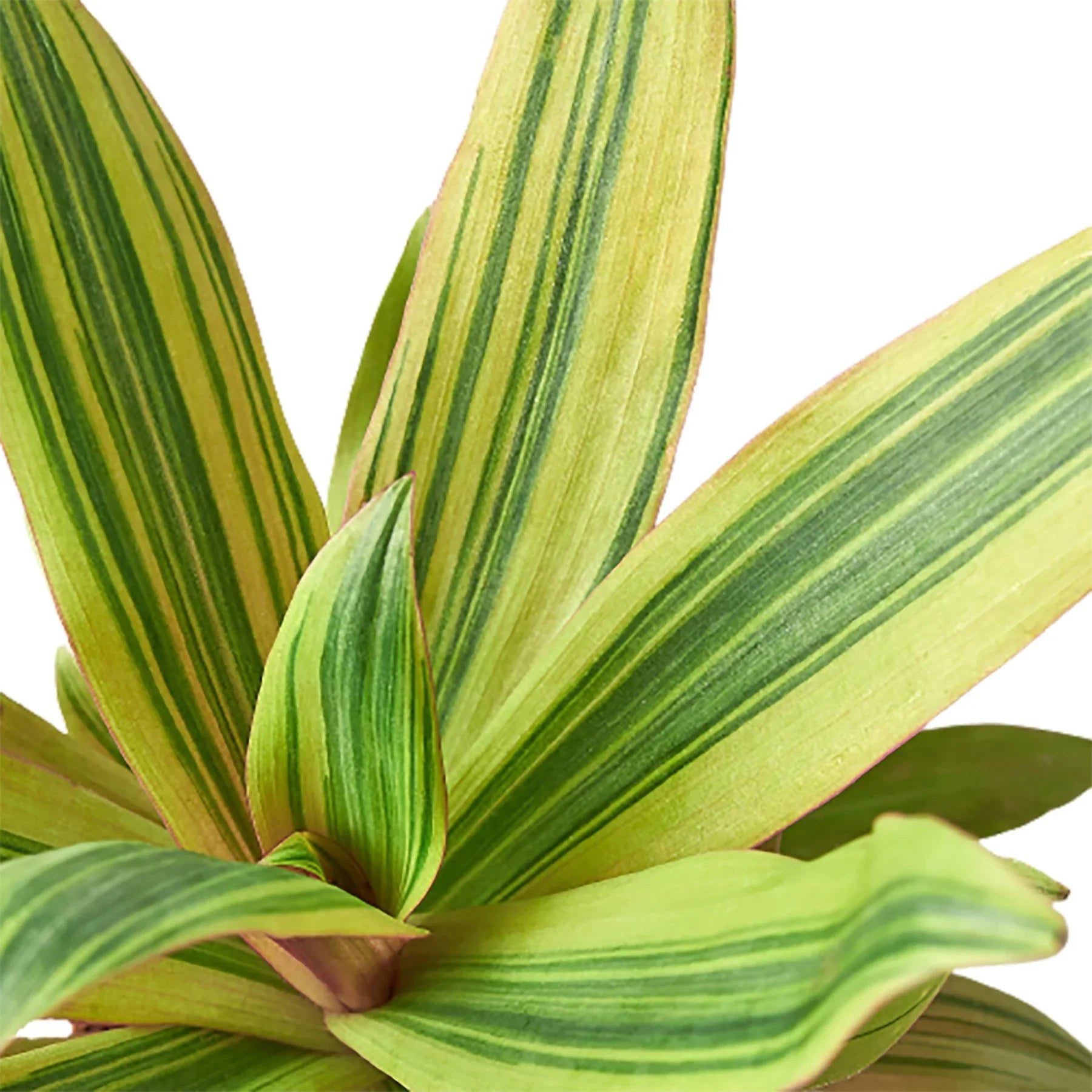 Tradescantia 'Sitara's Gold' - Holiday Corner