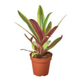 Tradescantia 'Sitara's Gold' - Holiday Corner