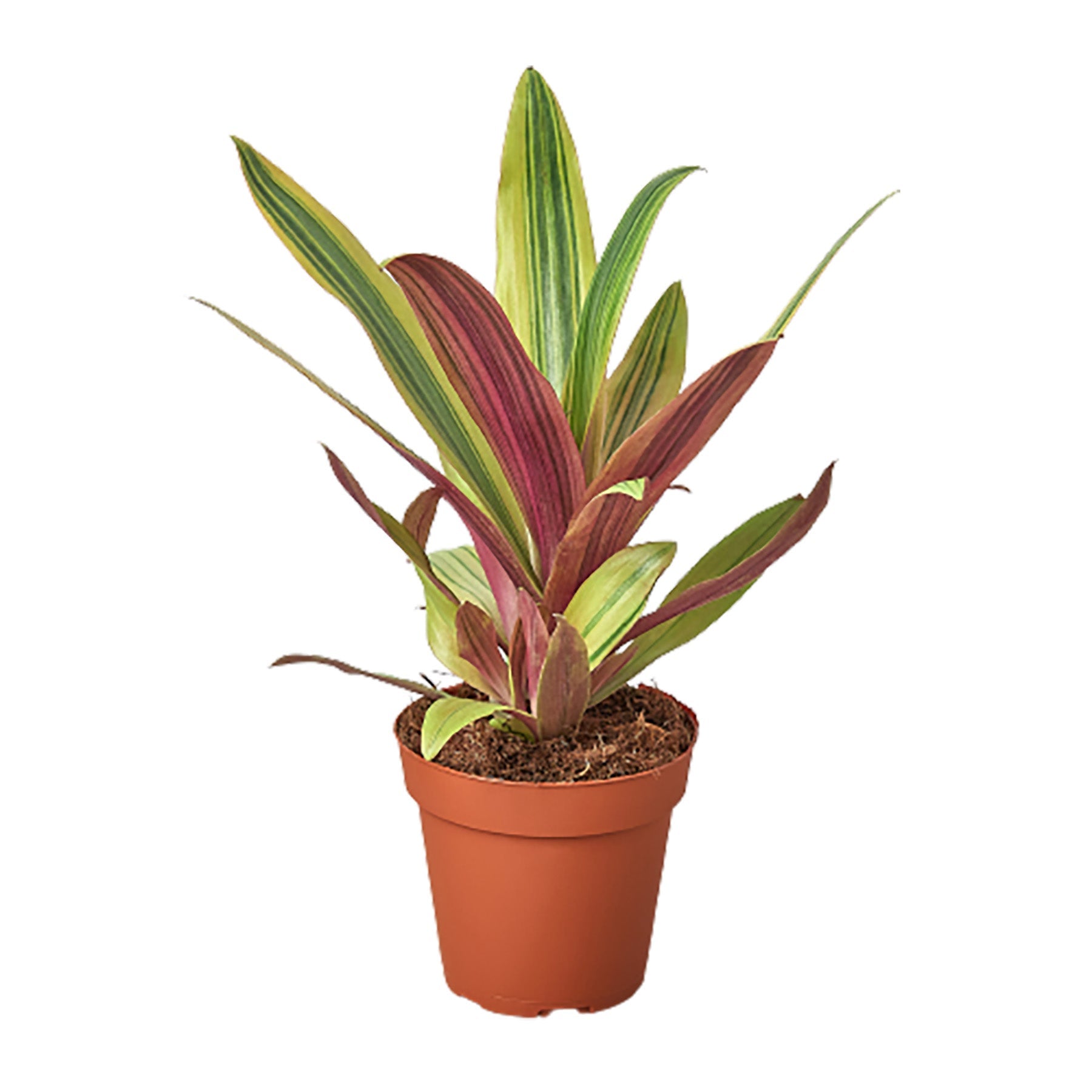 Tradescantia 'Sitara's Gold' - Holiday Corner