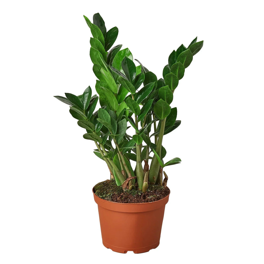 Zamioculcas Zamiifolia ZZ - Holiday Corner