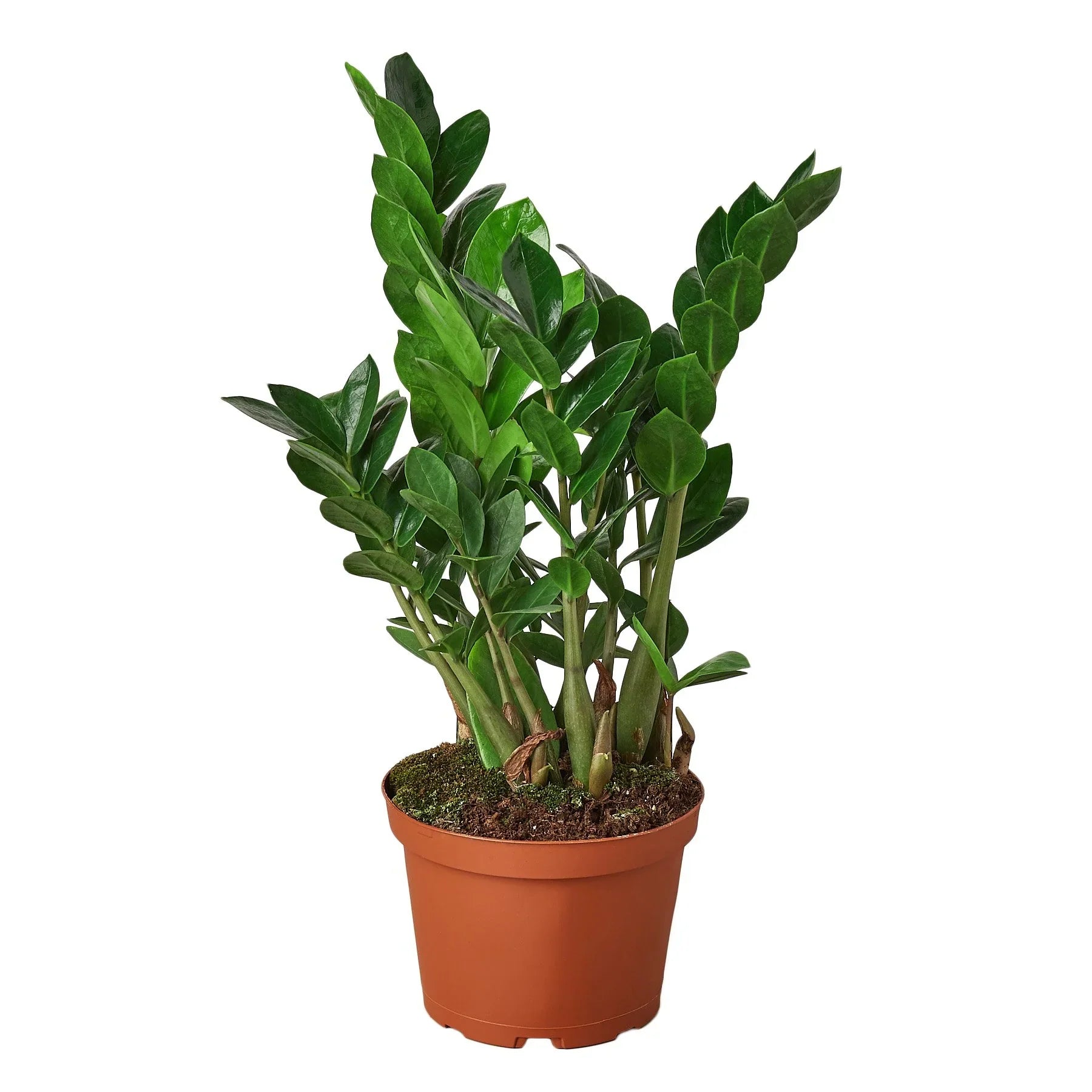 Zamioculcas Zamiifolia ZZ - Holiday Corner