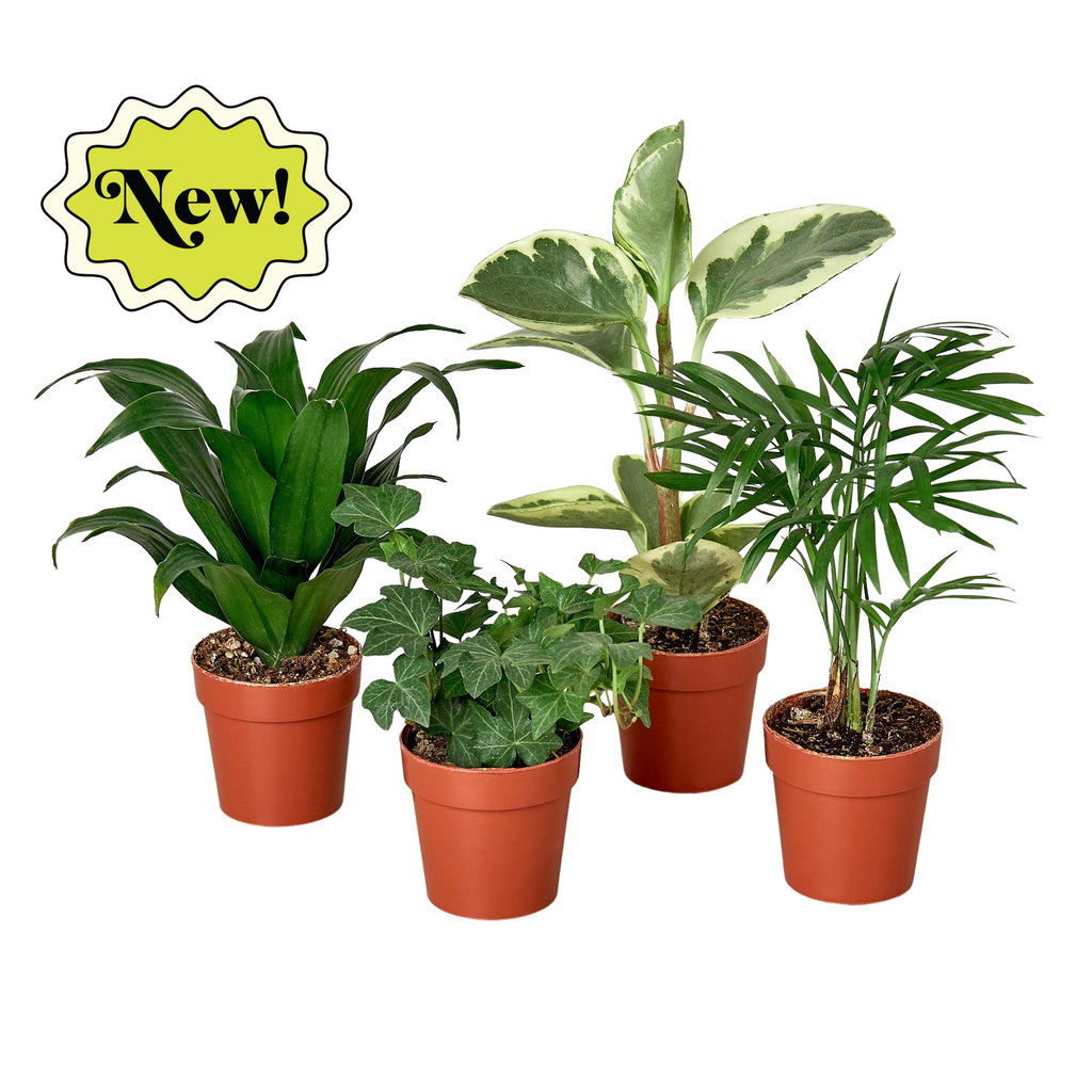 3" Tropical Plant Variety Bundle - Holiday Corner