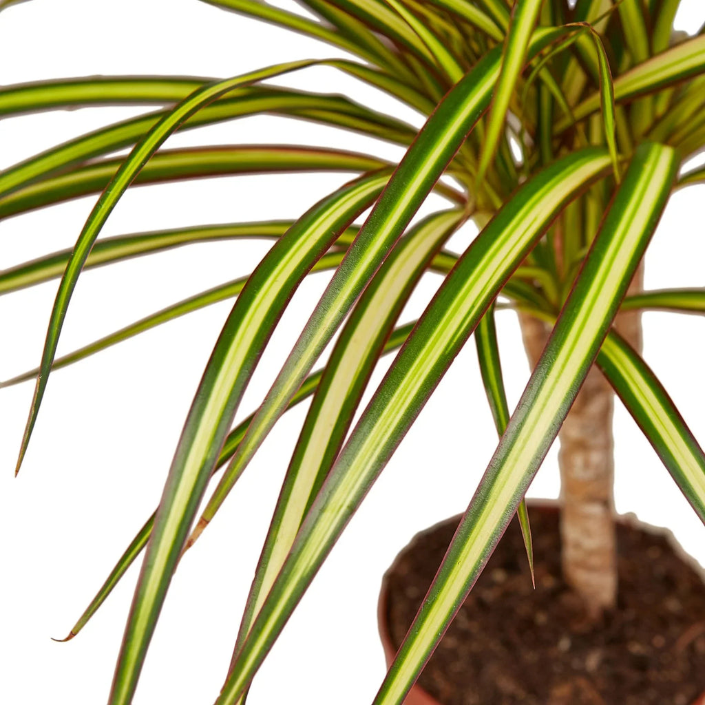 Dracaena Marginata 'Sunshine' - Holiday Corner