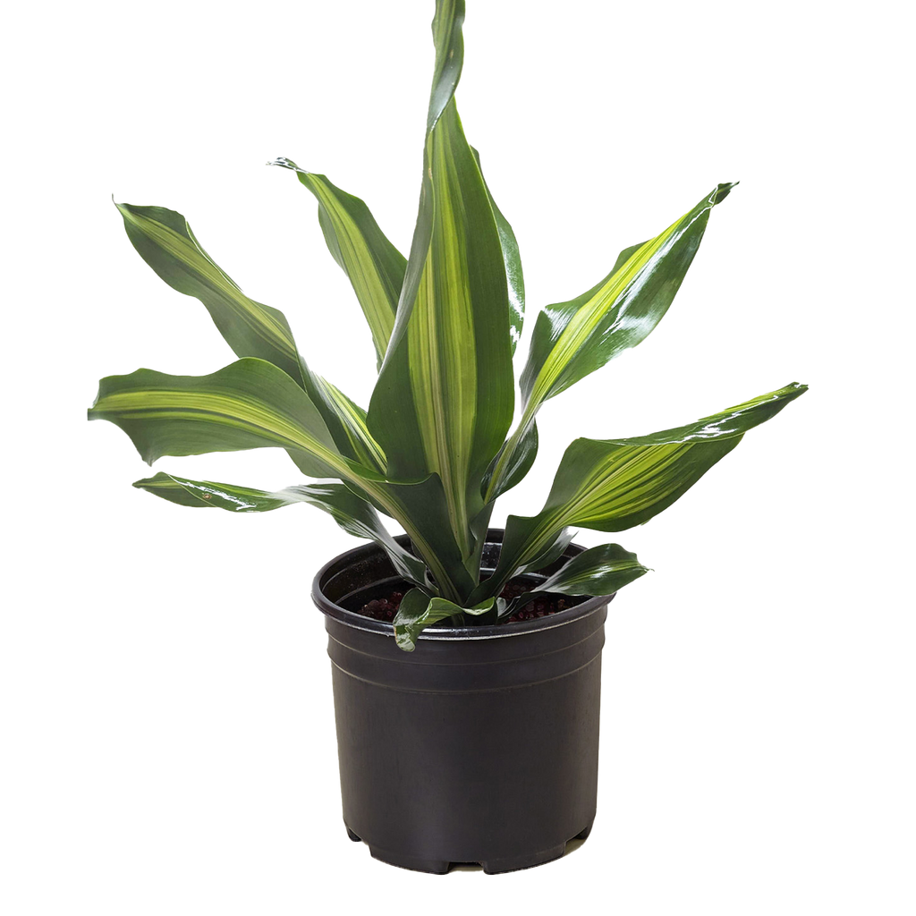 Dracaena Golden Heart - Holiday Corner