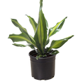 Dracaena Golden Heart - Holiday Corner