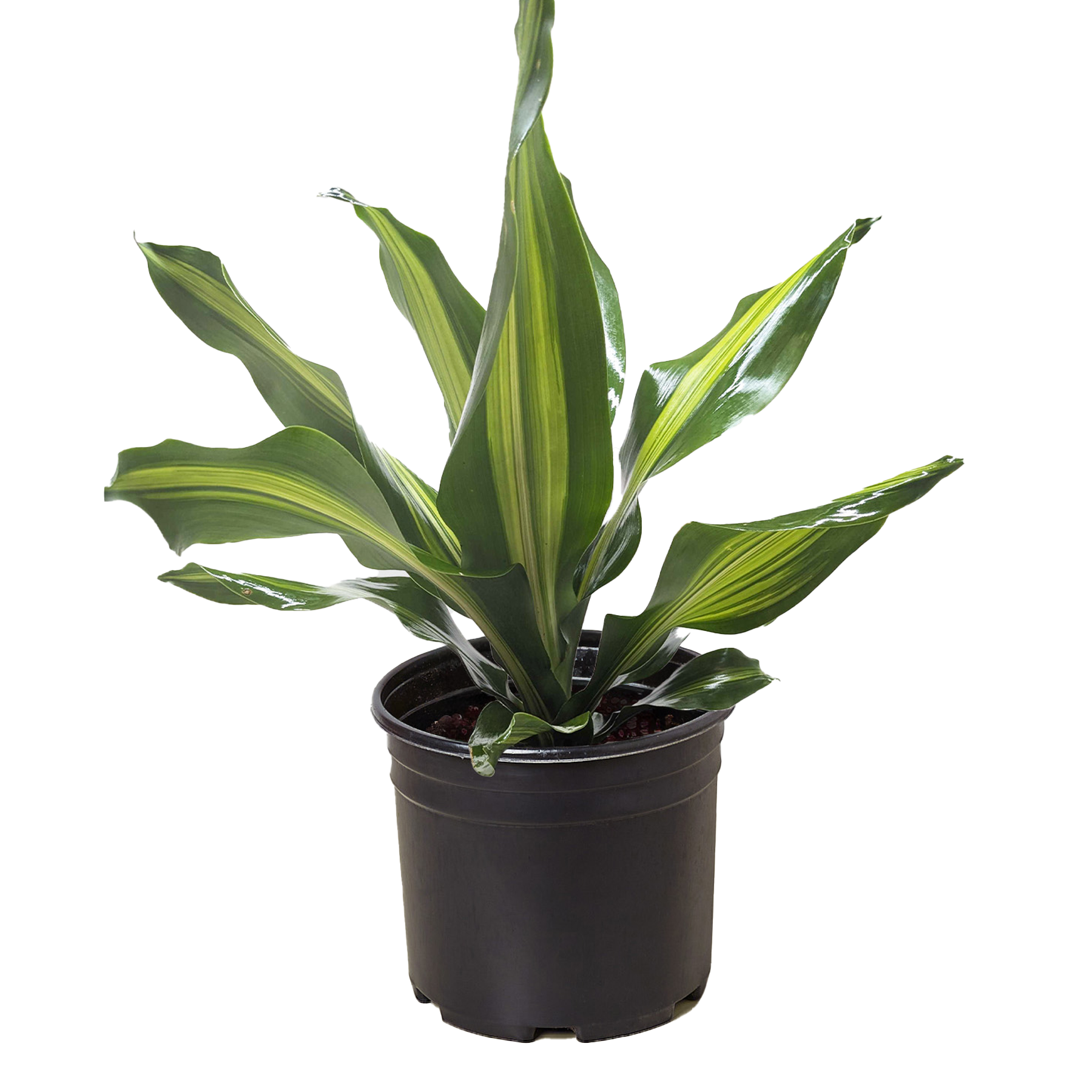 Dracaena Golden Heart - Holiday Corner