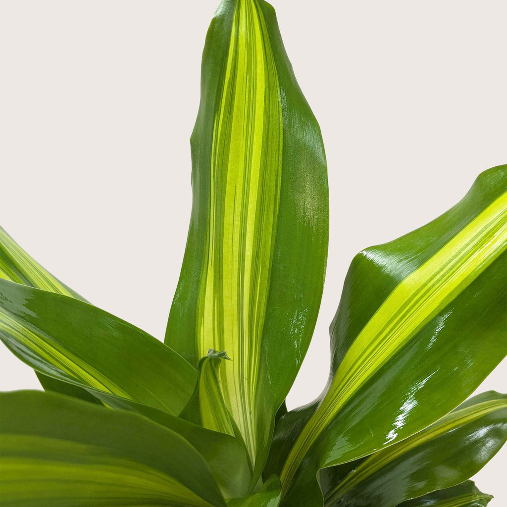 Dracaena Golden Heart - Holiday Corner