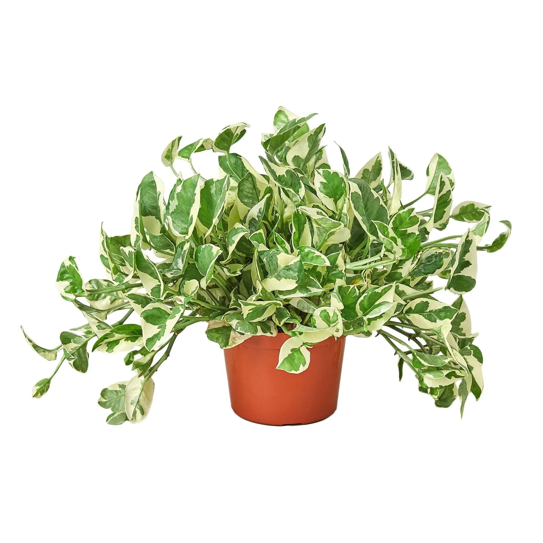 Pothos 'N'joy' - Holiday Corner