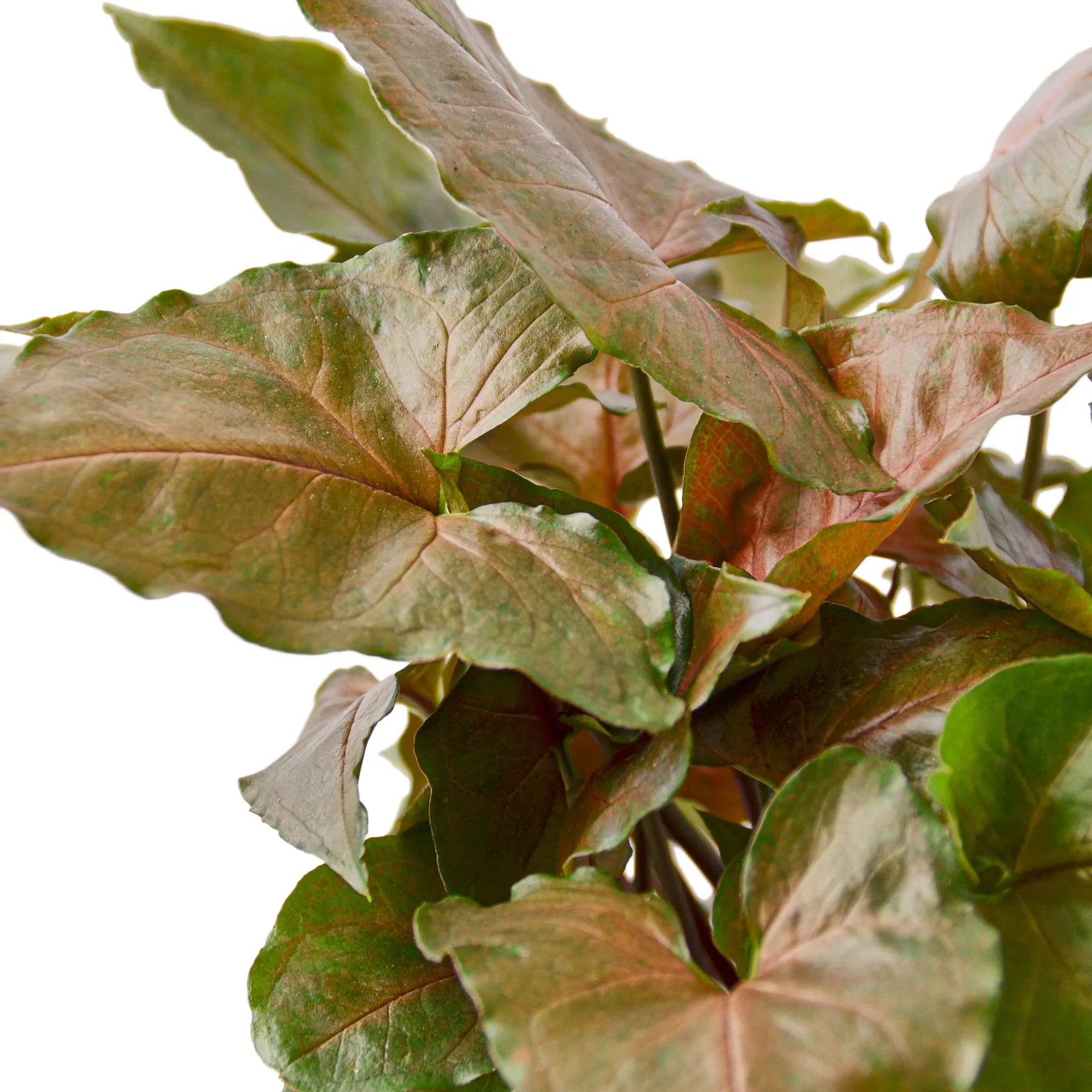 Syngonium Merry - Holiday Corner