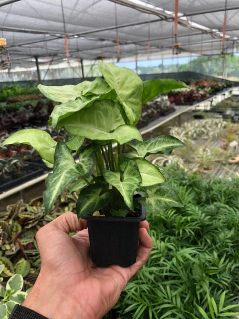 Syngonium White Butterfly - Holiday Corner