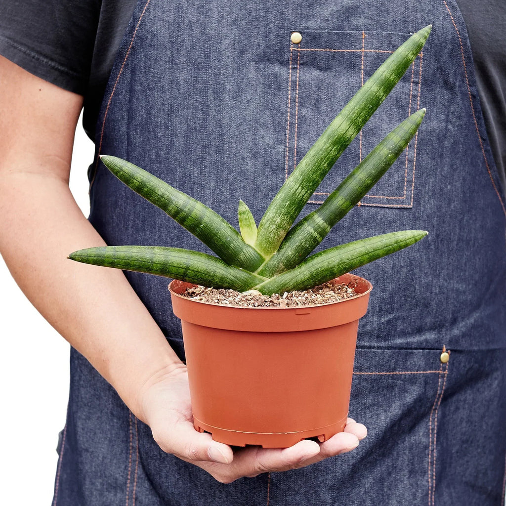 Snake Plant Starfish - Holiday Corner