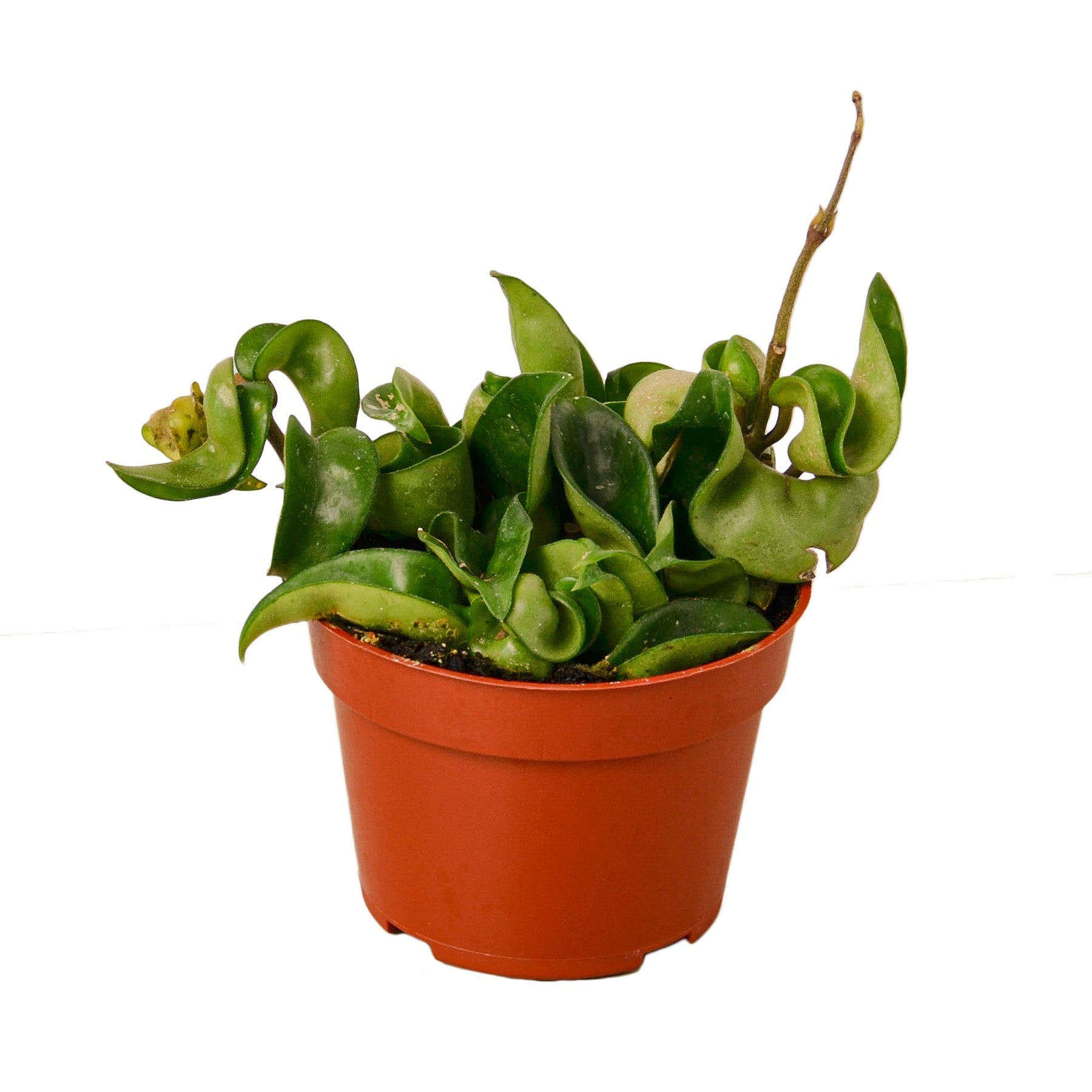 Hoya Rope Plant - Holiday Corner