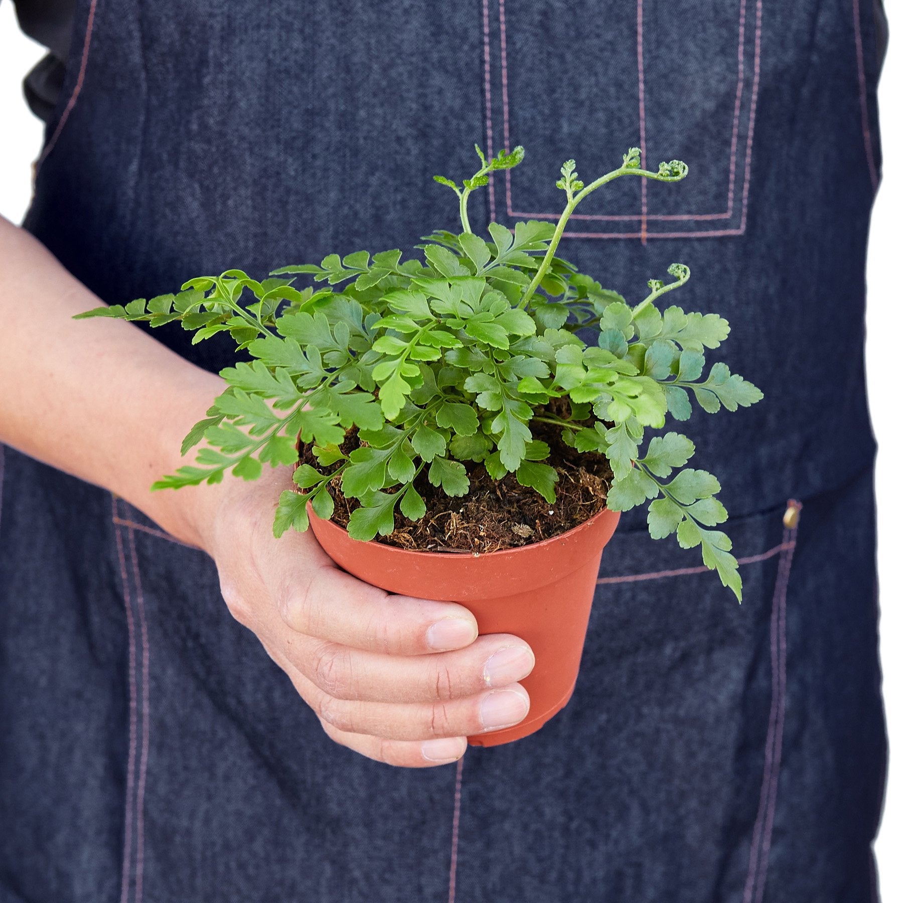 Austral Gem Fern - Holiday Corner