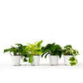 4 Different Pothos Plants in 4" Pots - Live House Plant - Holiday Corner