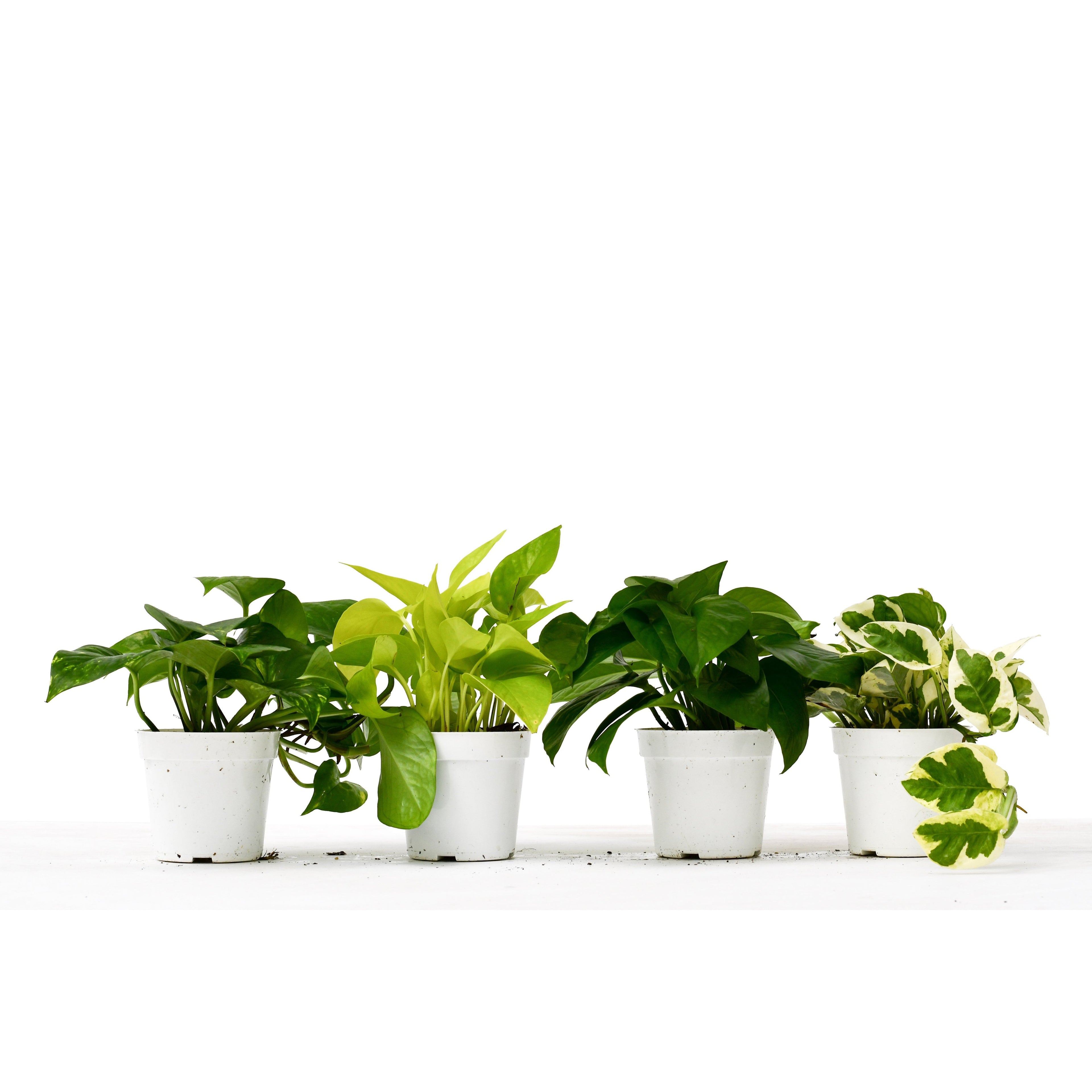 4 Different Pothos Plants in 4" Pots - Live House Plant - Holiday Corner