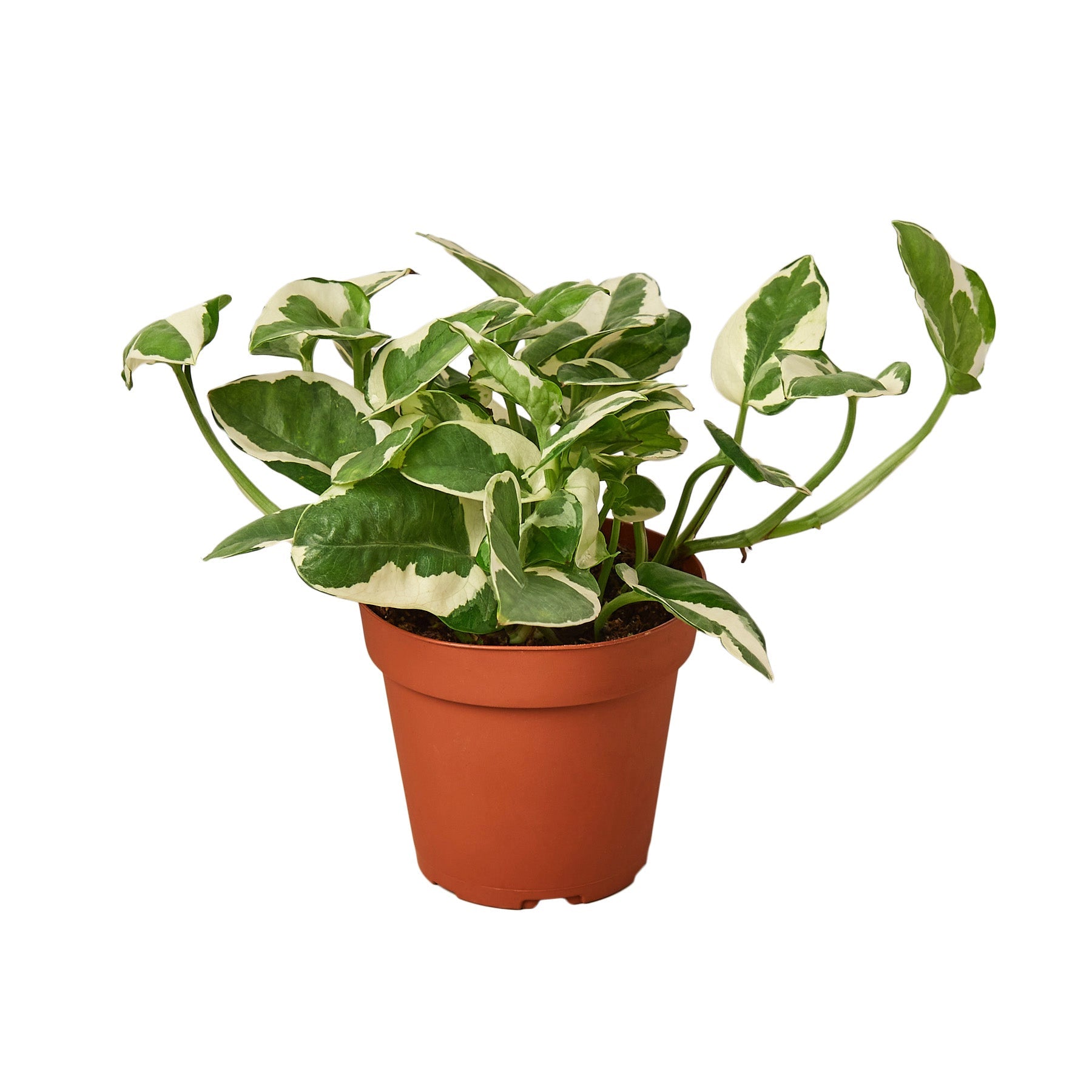 Pothos 'N'joy' - Holiday Corner
