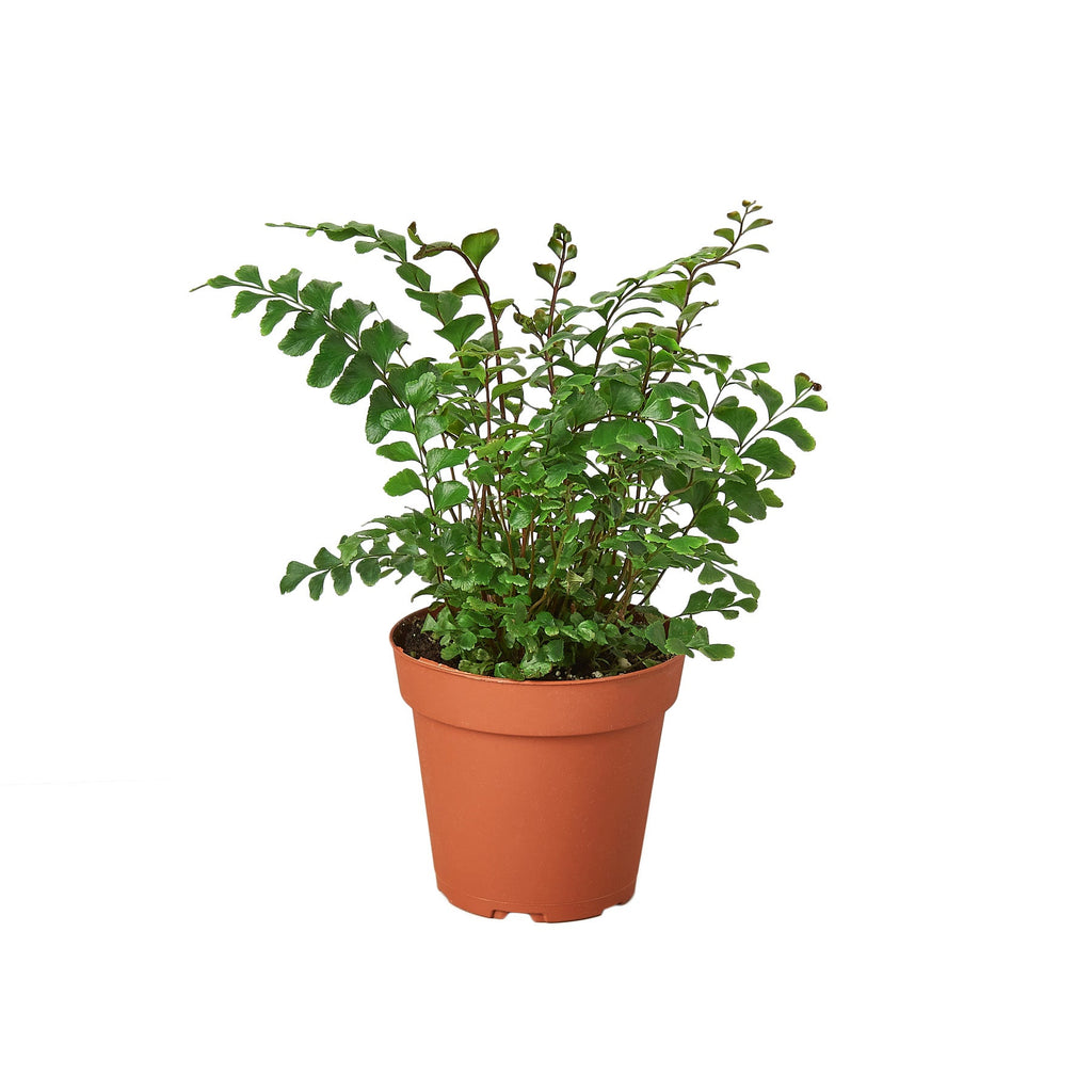 Mahogany Fern - Holiday Corner