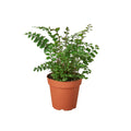 Mahogany Fern - Holiday Corner