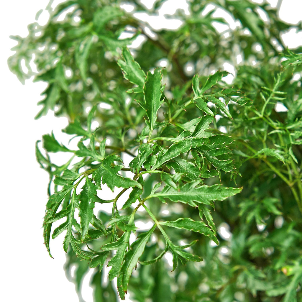 Aralia Ming Stump Plant - Holiday Corner